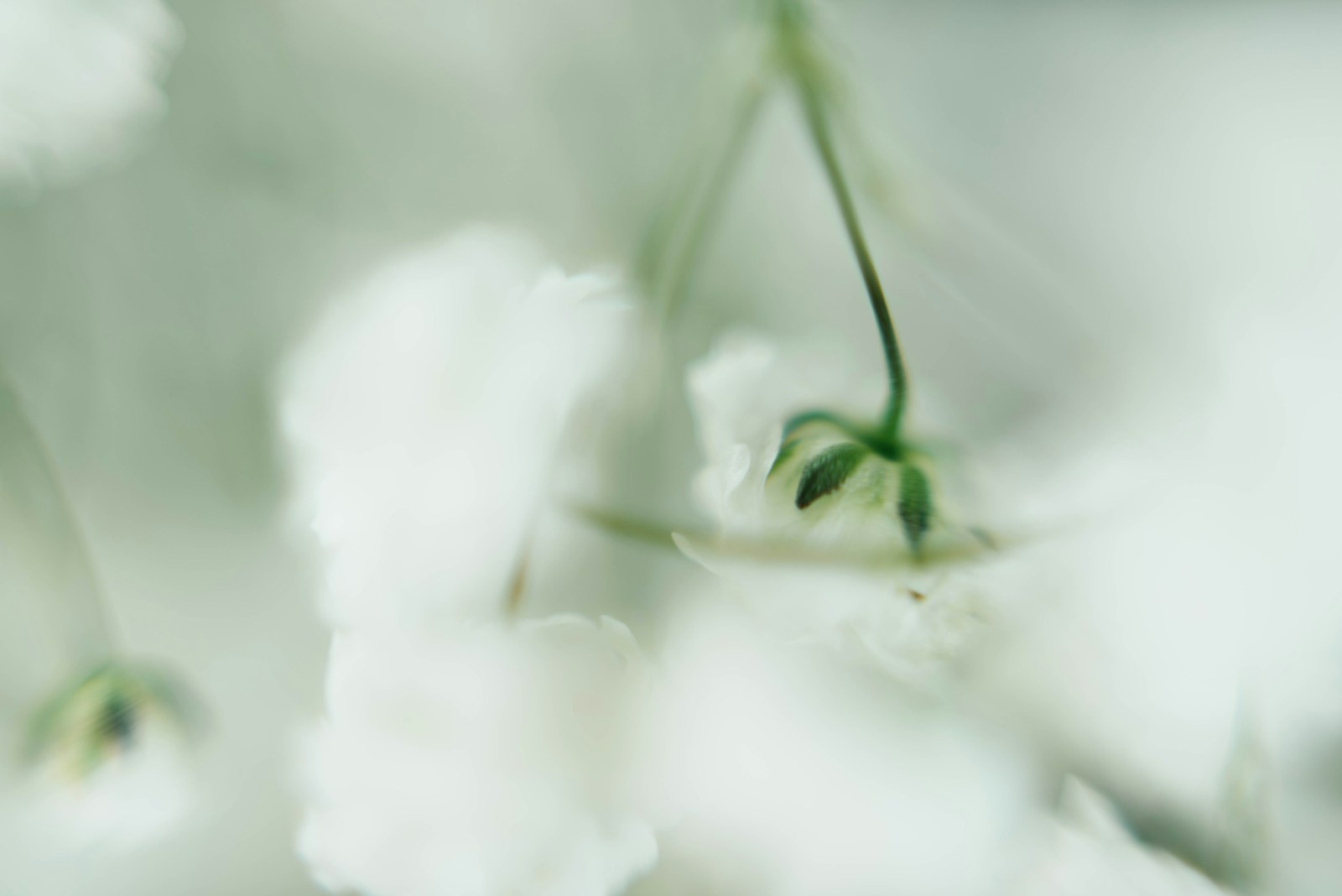 white petaled flower